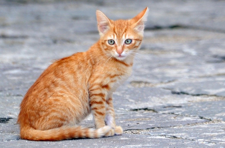 Zbiórka potrwa do 31 stycznia