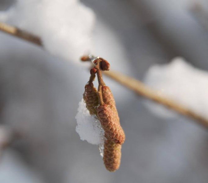 Zima u jezuitów w Gliwicach