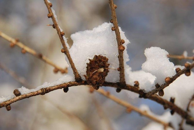 Zima u jezuitów w Gliwicach