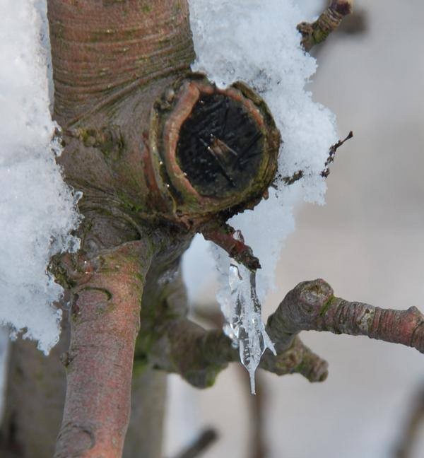 Zima u jezuitów w Gliwicach