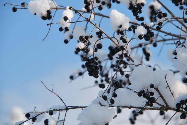 Zima u jezuitów w Gliwicach