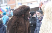 50. Gody Żywieckie w obiektywie - 2019