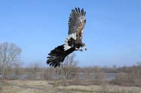 Bieliki czują wiosnę