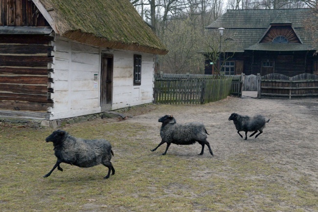 Koziołek przyjęty do skansenu