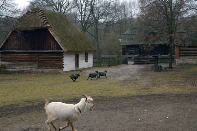 Koziołek przyjęty do skansenu