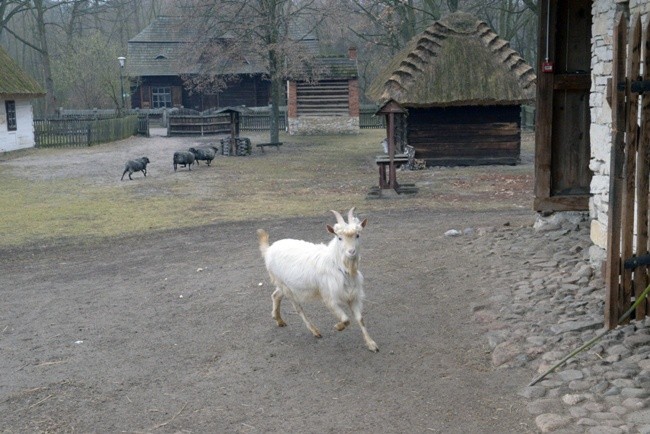 Koziołek przyjęty do skansenu