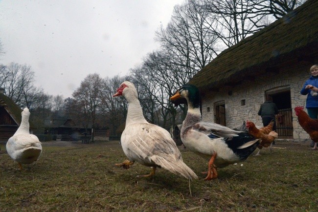 Koziołek przyjęty do skansenu
