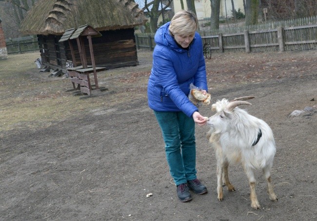 Koziołek przyjęty do skansenu