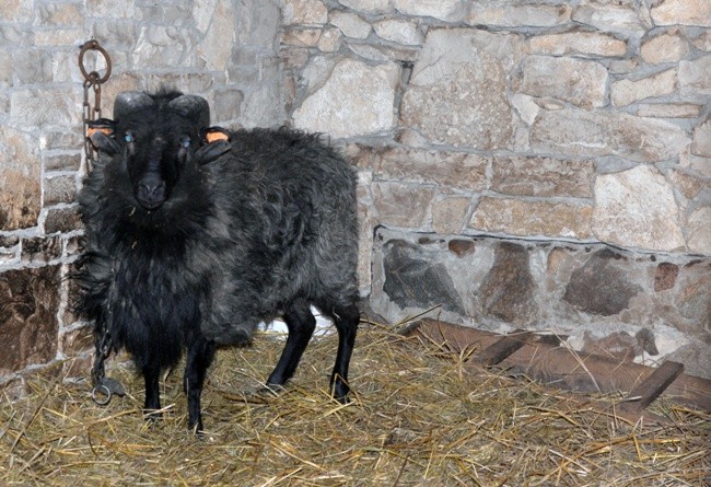 Koziołek przyjęty do skansenu