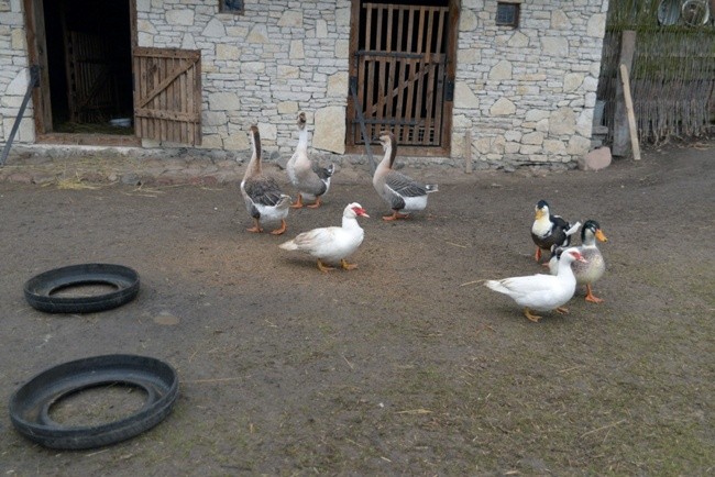 Koziołek przyjęty do skansenu