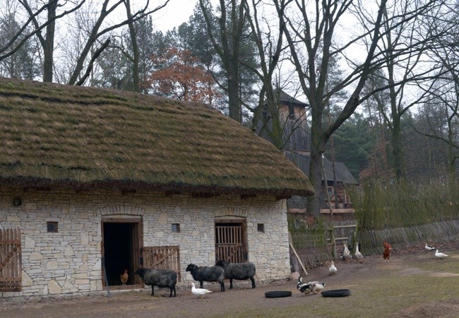 Koziołek przyjęty do skansenu