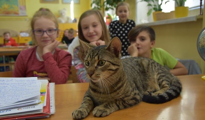 Na lekcji wśród uczniów biegał kot