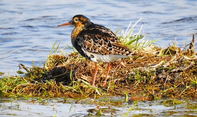 Mierzeja Wiślana jest ważnym punktem na trasie migracji ptaków siewkowatych.