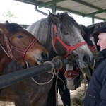 Targi Końskie w Skaryszewie