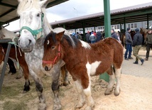 Na handel wystawiono ponad 300 koni. To więcej niż w roku ubiegłym