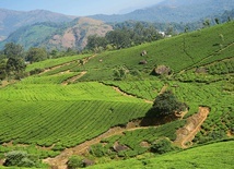 Plantacje herbaty w większości należą do firmy Tata.