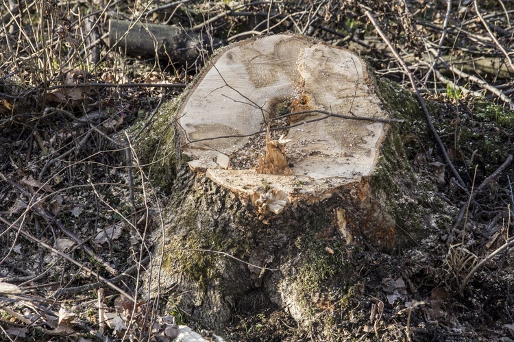 Wycinka w Zwierzyńcu