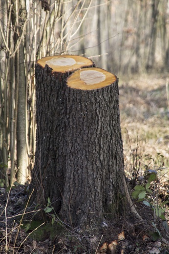 Wycinka w Zwierzyńcu