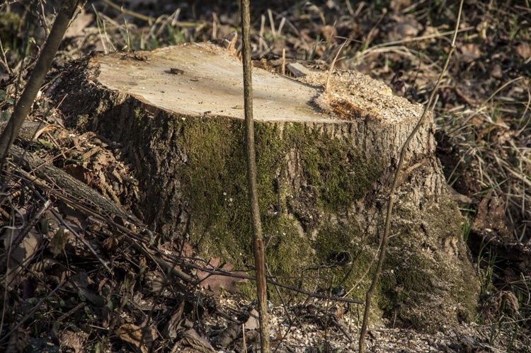 Wycinka w Zwierzyńcu