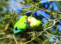 Zgodnie z nazwą papugi nierozłączki przebywają  zawsze razem