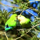 Zgodnie z nazwą papugi nierozłączki przebywają  zawsze razem