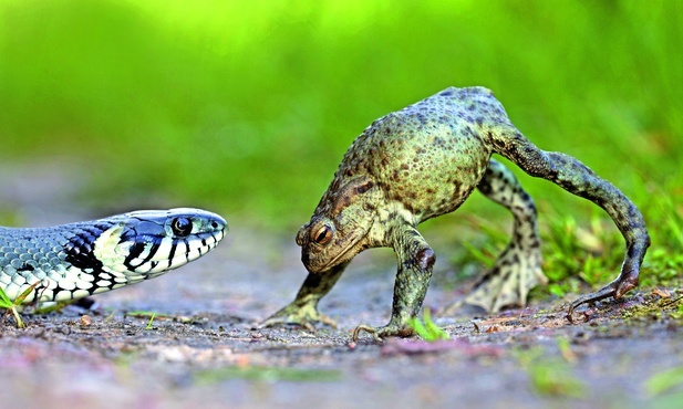 Scena grozy