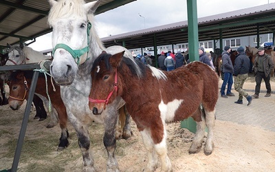 ▲	Na handel wystawiono ponad 300 zwierząt. To więcej niż w roku ubiegłym.