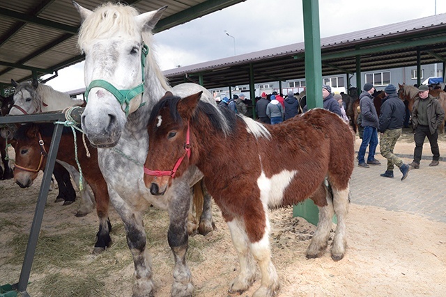 ▲	Na handel wystawiono ponad 300 zwierząt. To więcej niż w roku ubiegłym.