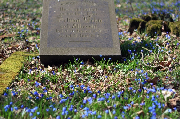 Niebieskie łąki na starym cmentarzu w Koźlu