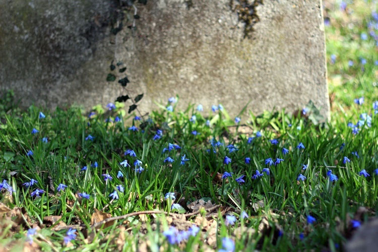 Niebieskie łąki na starym cmentarzu w Koźlu