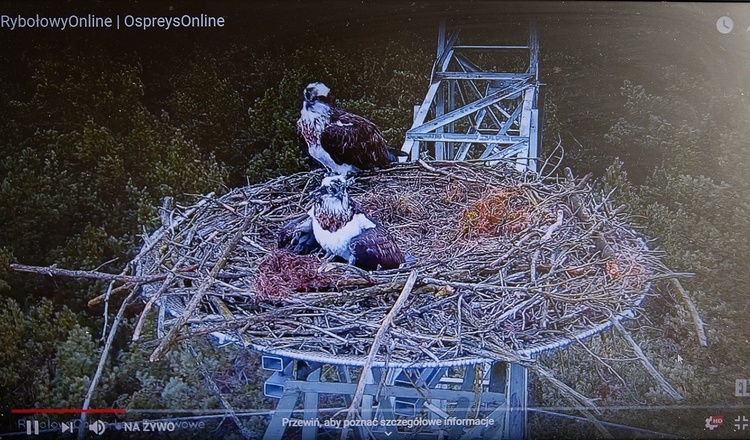 Ptasi Big Brother. Zajrzyj do gniazda rybołowów