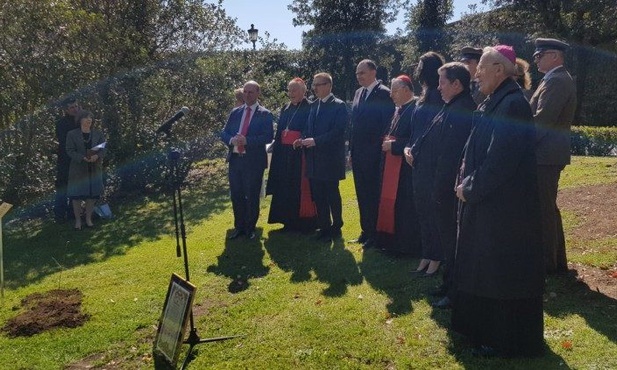 Polskie dęby w Watykanie