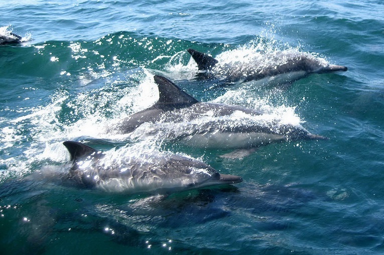Francja: Ocean od stycznia wyrzucił na brzeg 1100 martwych delfinów