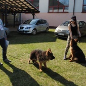 Wystawa psów rasowych w Rudniku nad Sanem