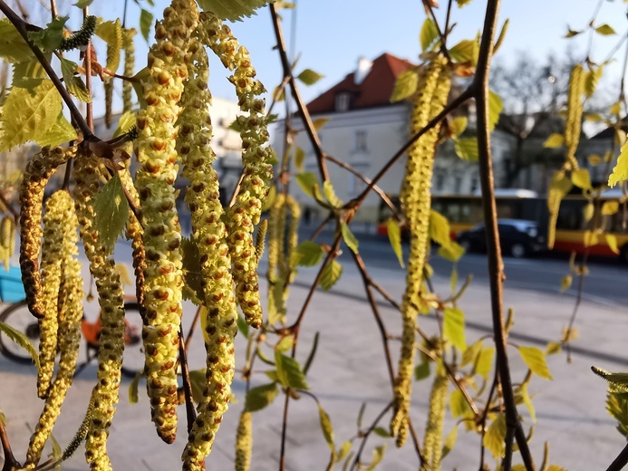 Warszawa zapachniała wiosną