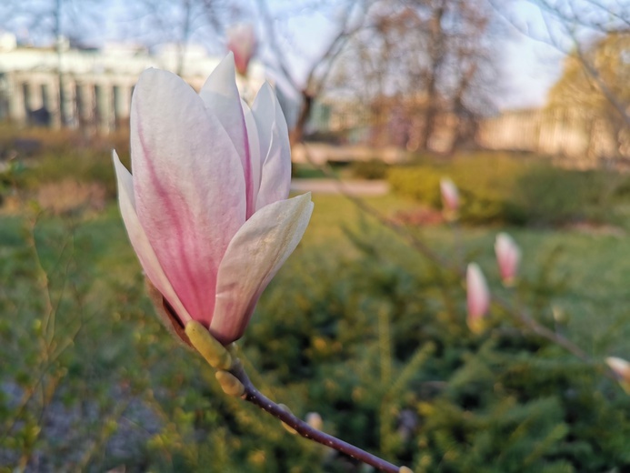 Warszawa zapachniała wiosną