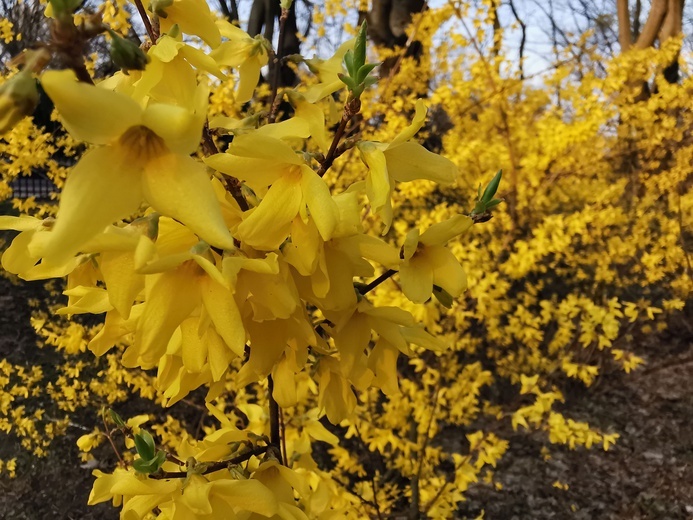 Warszawa zapachniała wiosną