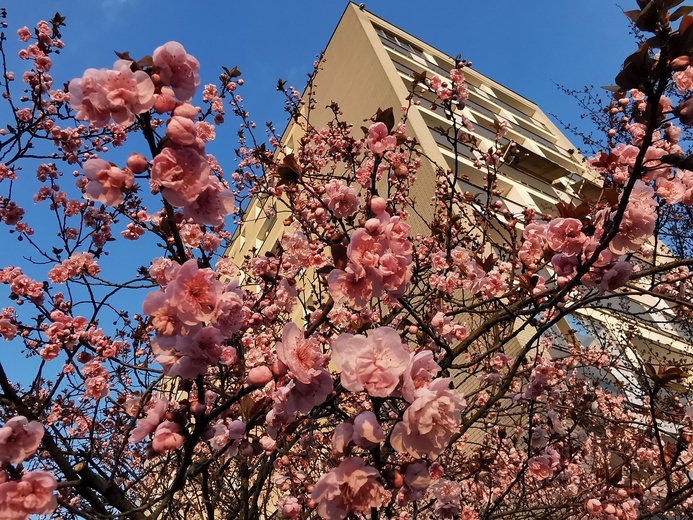 Warszawa zapachniała wiosną