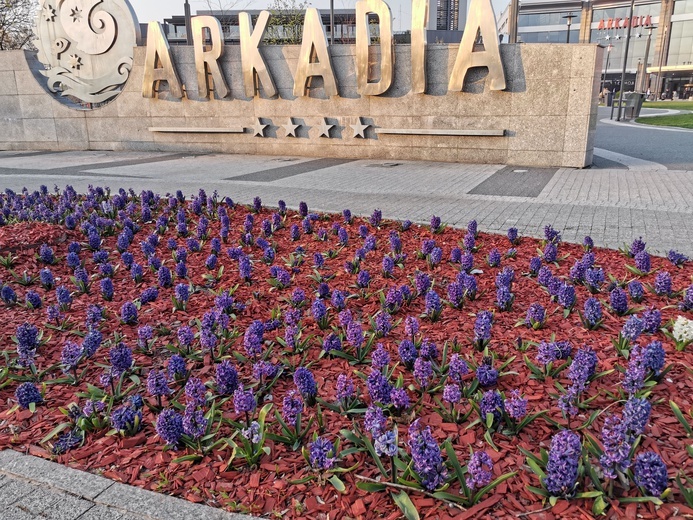 Warszawa zapachniała wiosną