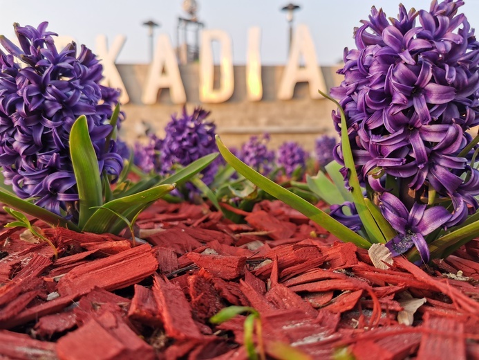 Warszawa zapachniała wiosną