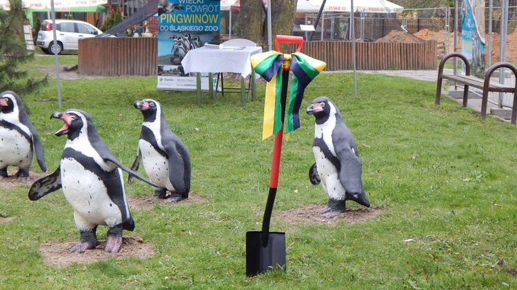 Pingwiny wrócą do śląskiego zoo