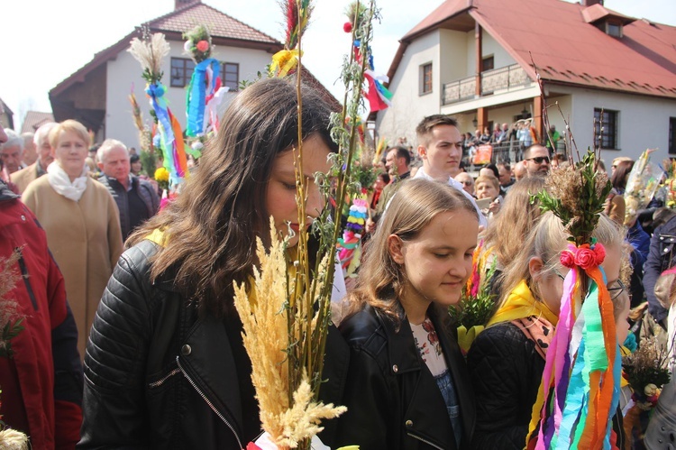 Lipnica Murowana. Rekordowa palma ma blisko 38 m