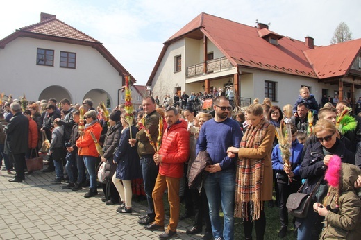 Lipnica Murowana. Rekordowa palma ma blisko 38 m