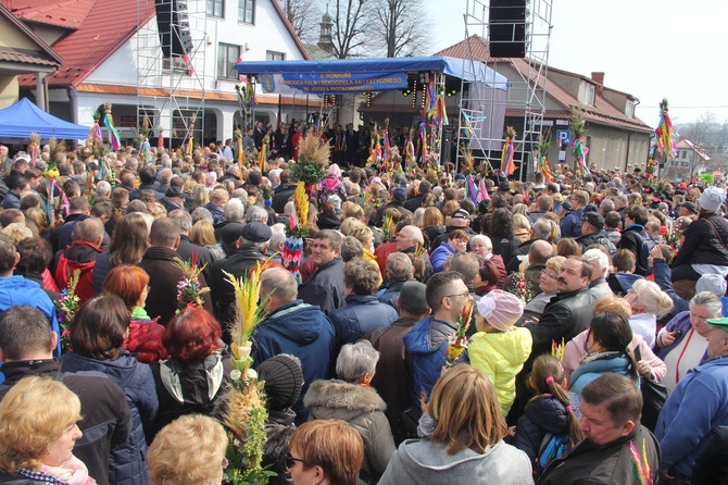 Lipnica Murowana. Rekordowa palma ma blisko 38 m