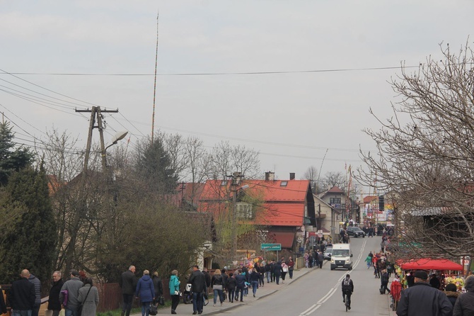 Lipnica Murowana. Rekordowa palma ma blisko 38 m