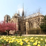 Katedra Notre Dame