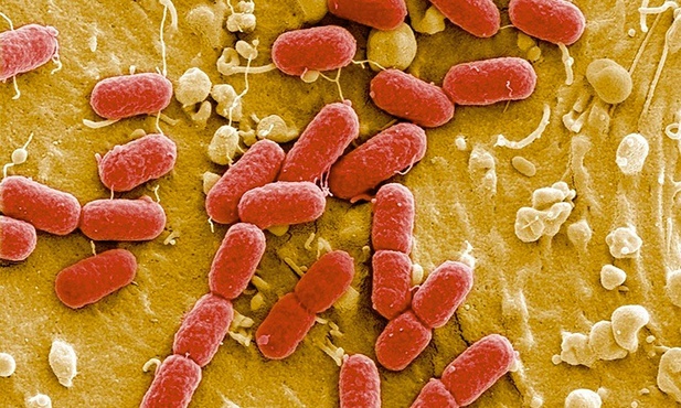 Umiejętność wspólnego działania mikroorganizmów daje im nad nami przewagę i na razie naszą jedyną bronią są antybiotyki.