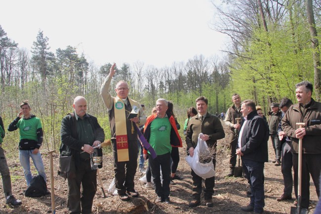 Już rośnie młody las