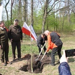 Już rośnie młody las