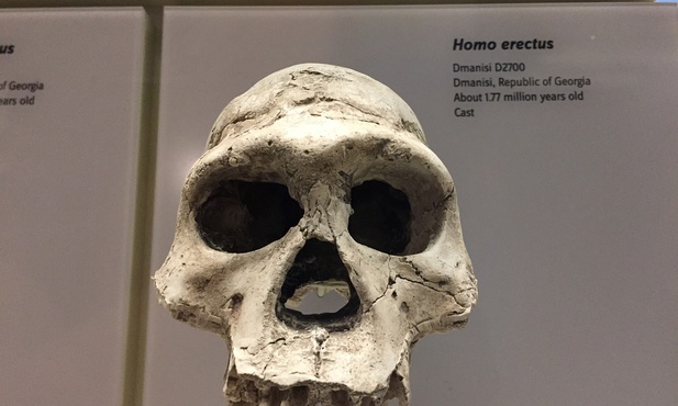 Polscy archeolodzy odkryli nieznaną drogę migracji homo erectus z Afryki
